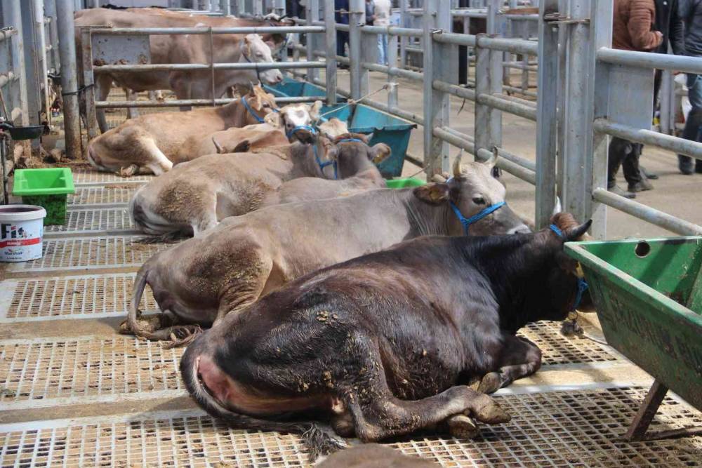 Avrupa’nın en büyük canlı hayvan pazarında kurban hareketliliği başladı
