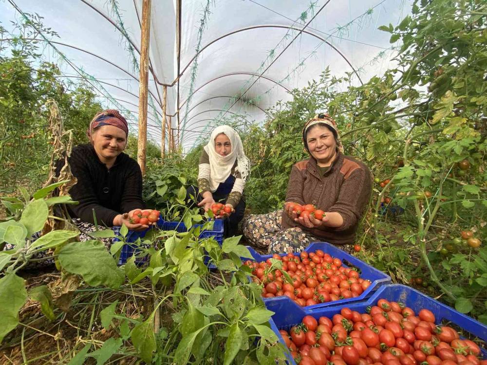 Dünya Emekçi Kadınlar Günü’nü serada domates toplayarak geçiriyorlar
