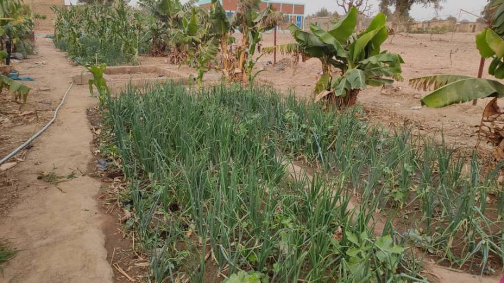 Afrika’daki kurak alanlar yemyeşil bahçe oldu

