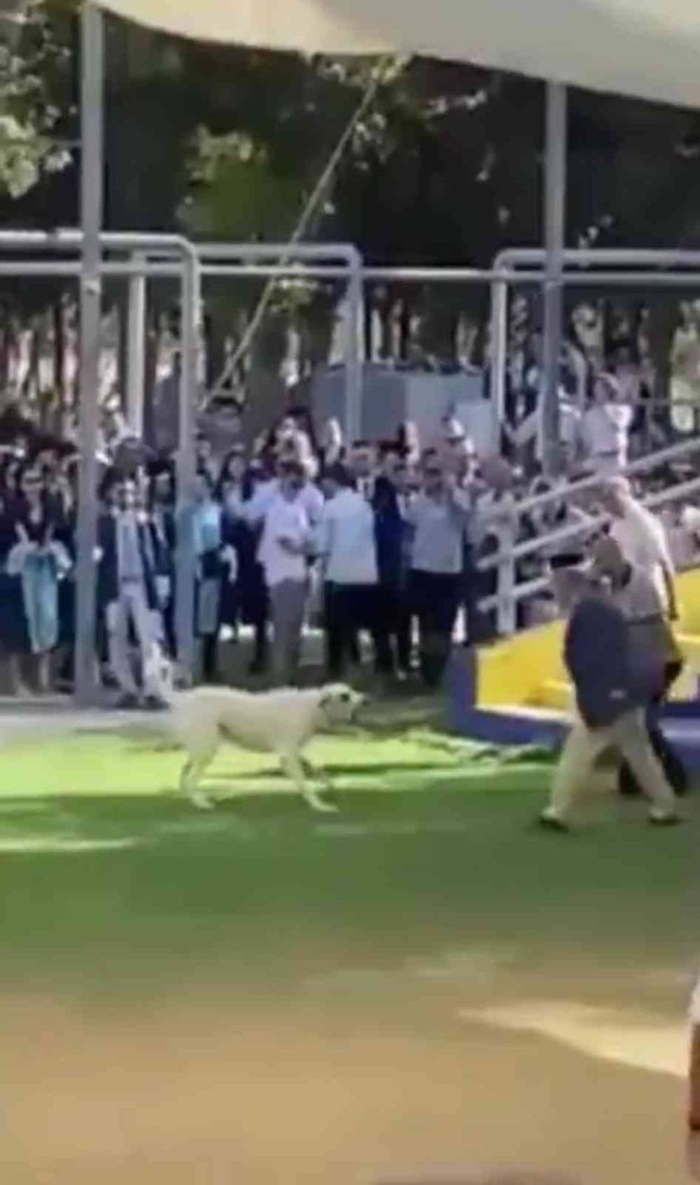 Başıboş köpeğin Ege Üniversitesi mezuniyet töreninde insanlara saldırdığı anlar kamerada
