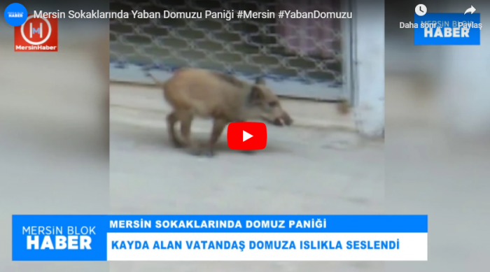 Mersin Sokaklarında Yaban Domuzu Paniği