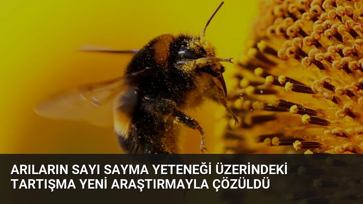 Arıların Sayı Sayma Yeteneği Üzerindeki Tartışma Yeni Araştırmayla Çözüldü