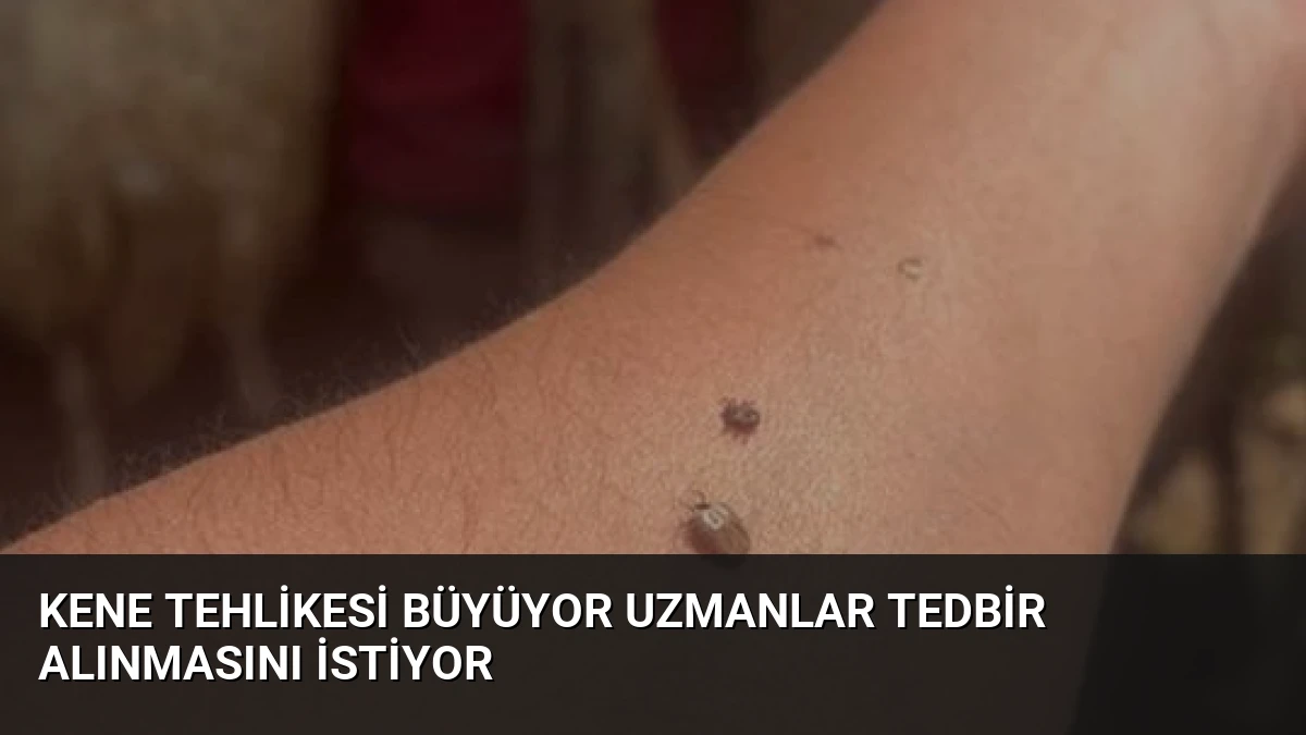 Kene Tehlikesi Büyüyor Uzmanlar Tedbir Alınmasını İstiyor