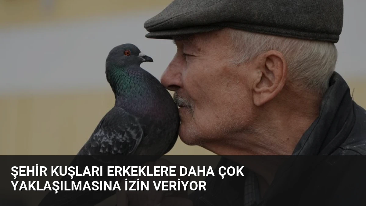 Şehir Kuşları Erkeklere Daha Çok Yaklaşılmasına İzin Veriyor