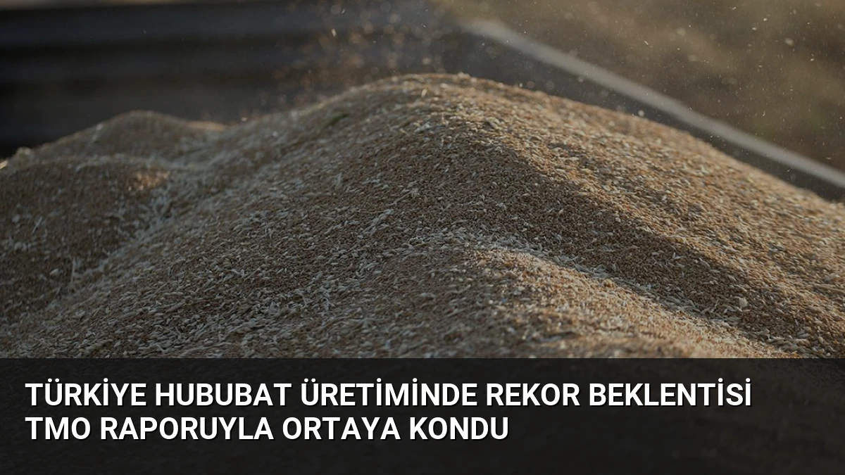 Türkiye Hububat Üretiminde Rekor Beklentisi TMO Raporuyla Ortaya Kondu