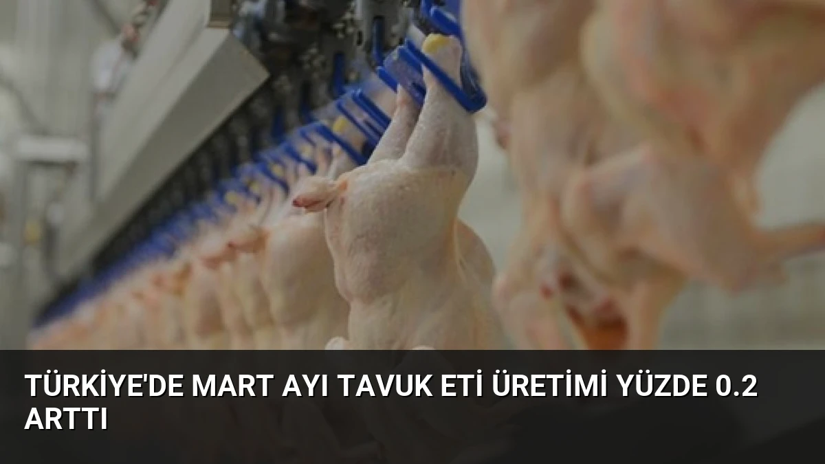 Türkiye’de Mart Ayı Tavuk Eti Üretimi Yüzde 0.2 Arttı