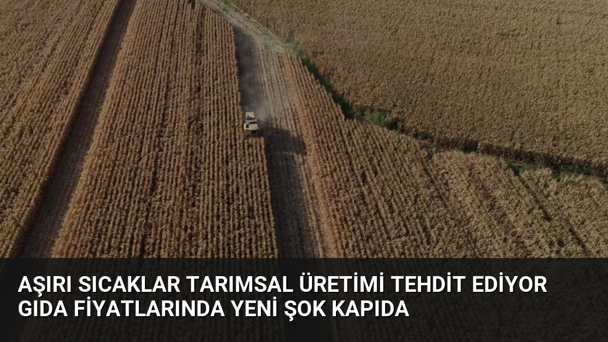 Aşırı Sıcaklar Tarımsal Üretimi Tehdit Ediyor Gıda Fiyatlarında Yeni Şok Kapıda