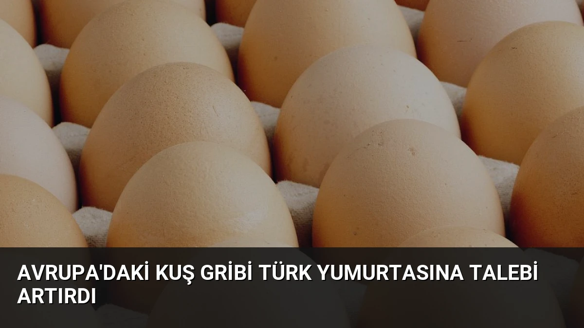 Avrupa’daki Kuş Gribi Türk Yumurtasına Talebi Artırdı