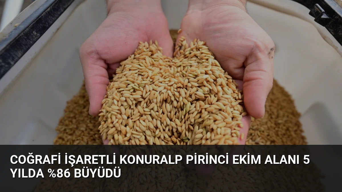 Coğrafi İşaretli Konuralp Pirinci Ekim Alanı 5 Yılda %86 Büyüdü