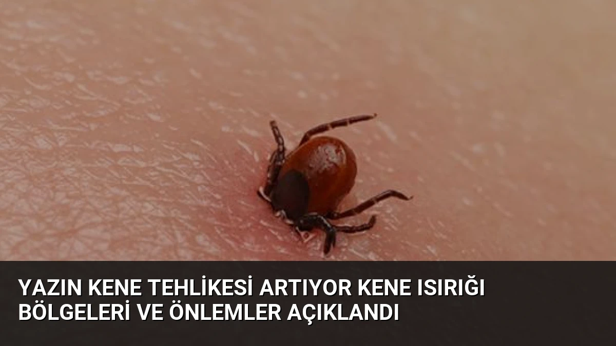 Yazın Kene Tehlikesi Artıyor Kene Isırığı Bölgeleri ve Önlemler Açıklandı