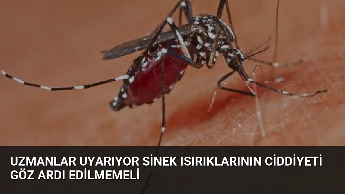 Uzmanlar Uyarıyor Sinek Isırıklarının Ciddiyeti Göz Ardı Edilmemeli