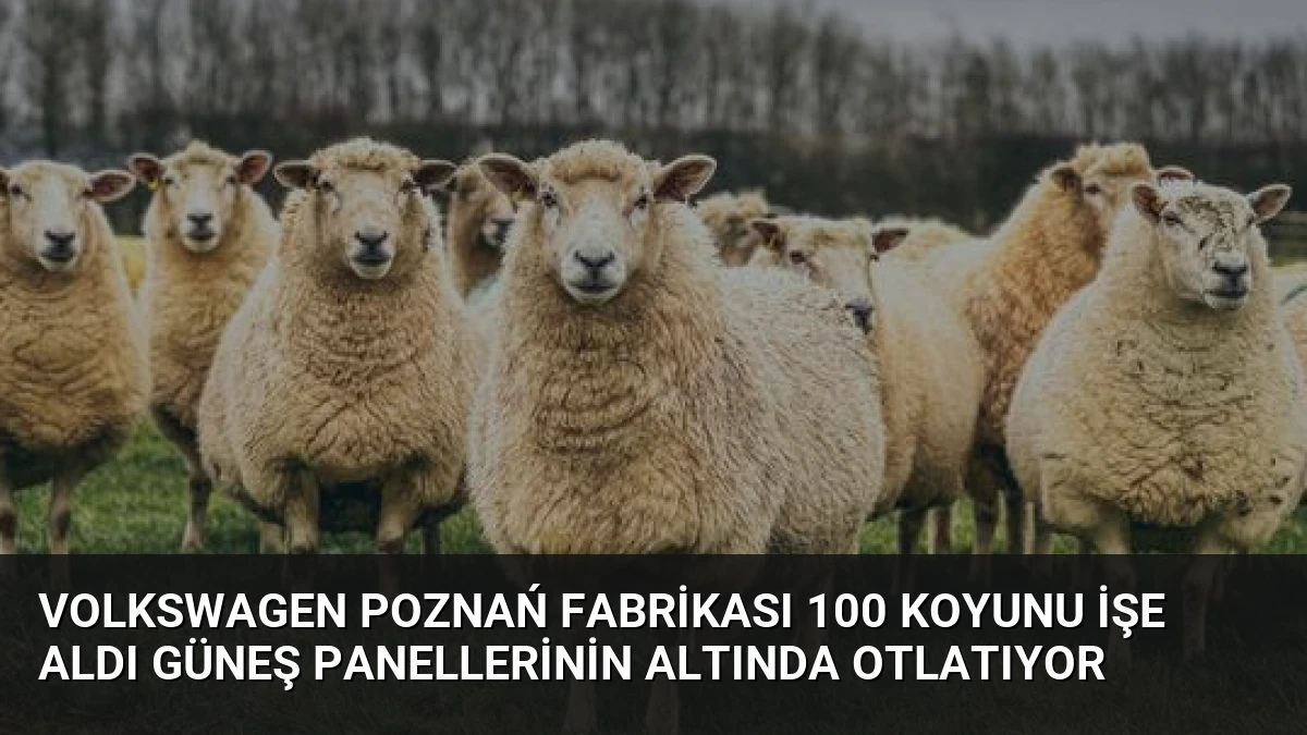 Volkswagen Poznań Fabrikası 100 Koyunu İşe Aldı Güneş Panellerinin Altında Otlatıyor