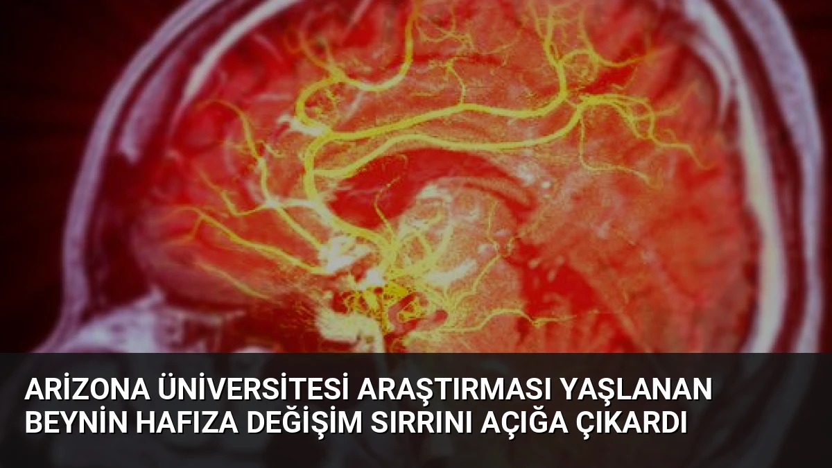 Arizona Üniversitesi Araştırması Yaşlanan Beynin Hafıza Değişim Sırrını Açığa Çıkardı