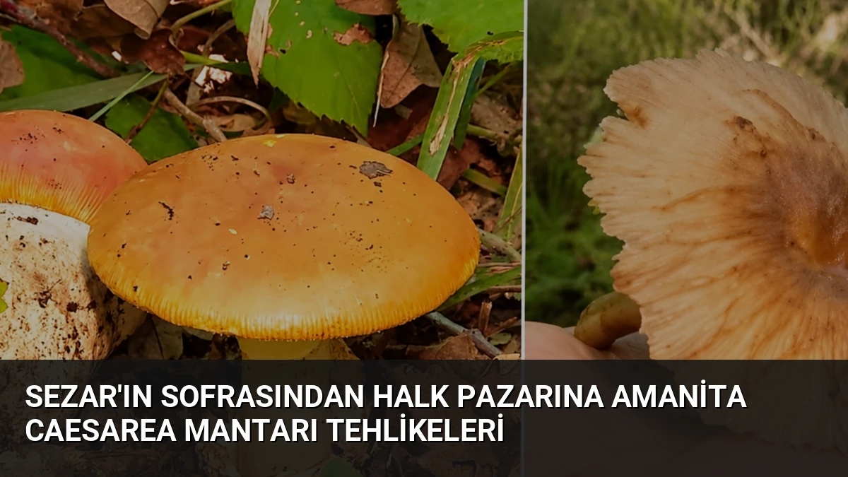 Sezar’ın Sofrasından Halk Pazarına Amanita Caesarea Mantarı Tehlikeleri