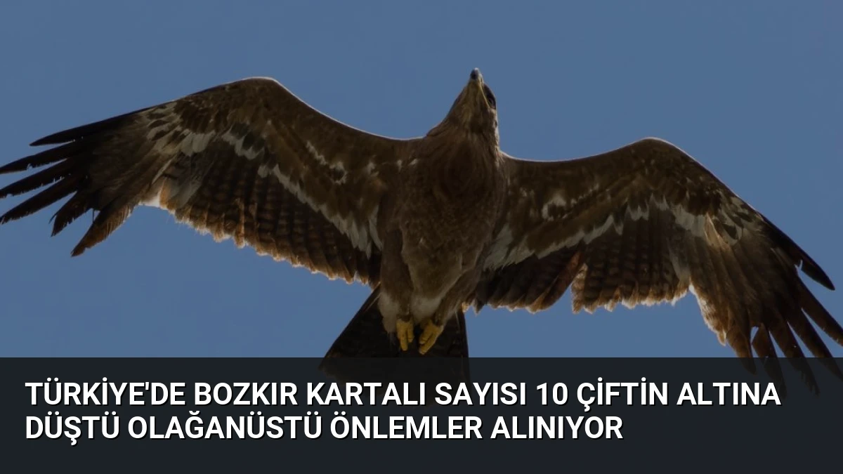 Türkiye’de Bozkır Kartalı Sayısı 10 Çiftin Altına Düştü Olağanüstü Önlemler Alınıyor